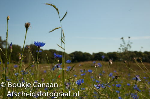 Boukje Canaan- natuurbegraafplaats de hoevens