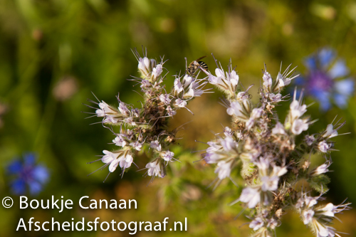 Boukje Canaan- natuurbegraafplaats de hoevens