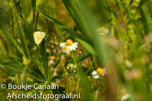 Boukje Canaan- natuurbegraafplaats de hoevens